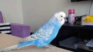 Myslel si, že papoušek nemohl být přijat, a on nás prostě prdeli